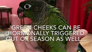 Parrot Hormones and Mating Behaviors  Guide to Green Cheek Conure Behavior [upl. by Burris498]