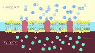 Generation and Conduction of Nerve Impulse  Simplified  Class 11  NCERT Biology neet biology [upl. by Nraa]