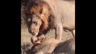 Nkhulu Male Lions Bonding  at Kirkmans Kamp  11 July 2024 [upl. by Fusco]