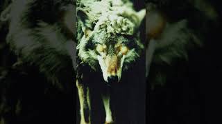 WOLF IN SHEEPS CLOTHING REBORN 🐺 OUT NOVEMBER 01 [upl. by Adnalor]