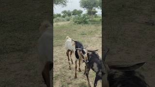 A goat is meeting a goat in the forestbutiful meetingvideotharforest viralshort [upl. by Airotna769]