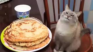 1 Hour of Blini Kot cat jazz  PonPonPon Russian cover [upl. by Normac]