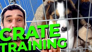 Crate Training Your Puppy  Doggy Dans Ultimate Guide [upl. by Beera]