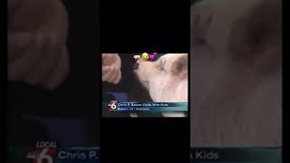 Crisp P Bacon this is my hometown News funnyshorts news pig [upl. by Anirt]