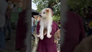 German Spitz Puppy 1499 Rs kolkata pets dogbreed shorts [upl. by Lael]