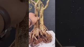 Banyan bonsai soil change amproot pruning Bot bonsai Ficus banglensisFicus bonsaibonsaitree [upl. by Auqinal]