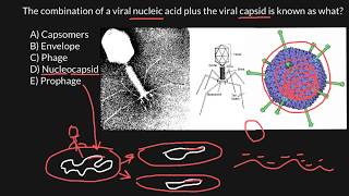 Capsomers Envelope Phage Nucleocapsid Prophage [upl. by Hareenum67]