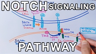 Mechanism of NOTCH SIGNALING PATHWAY [upl. by Aloek]