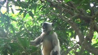 Amazing Angry Langur monkey Sounds [upl. by Lleuqar]