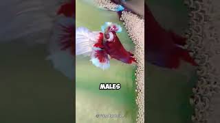 Betta Fish🐟  The Beautiful Fighting Fish  Factansy [upl. by Dexter]