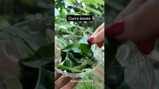 ✅Curry leaves Hair Tonic For Fast Hair GrowthHaircare tips shortshaircarelonghairviral [upl. by Ime]