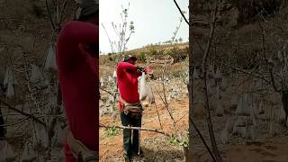 Pulling branches with bags of clinker process [upl. by Royo]