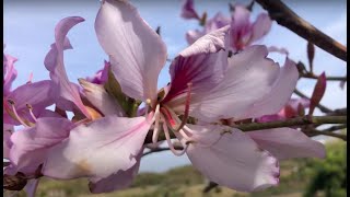 The Orchid Tree Bauhinia variegata [upl. by Marzi207]