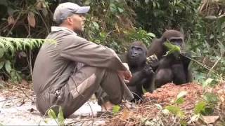 Orphan gorillas rescued in Gabon [upl. by Darrel]