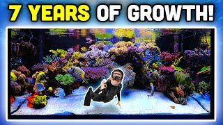 INSANE Reef Aquarium Keys to AMAZING Coral Growth and Fish Keeping [upl. by Hertha]