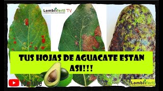 Enfermedades del aguacate antracnosis cercospora manchaalgacea hongoenelaguacate avocado palta [upl. by Nnalyrehs]