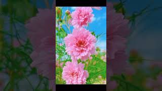 Beautiful double  flowered cosmos flower shortvideo viralshorts amazing [upl. by Lizzie757]