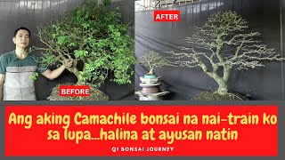 HOW TO MAKE CAMACHILE BONSAI  KAMONSEL  PITHECELLOBIUM DULCE [upl. by Yendys553]