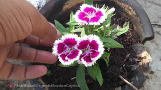 இந்த பூவை வீட்டில் வைத்து பாருங்கள்  Dianthus Flower [upl. by Hildick]