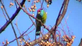 BirdsBlue Throated Barbet [upl. by Inwat]