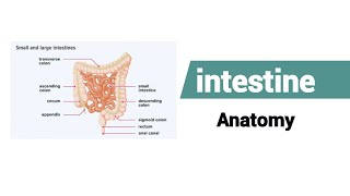 What is the anatomy of the intestine  Small amp Large Intestine ।। intestine anatomy and physiology [upl. by Thurmann]