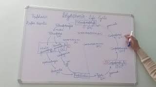 Polysiphonia Life Cycle BSc Part I Dr Vinod Kumari [upl. by Ecirtemed]