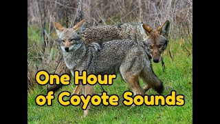 One 1 Hour of Coyote Sounds  Coyotes at night howling yipping and more [upl. by Berns307]