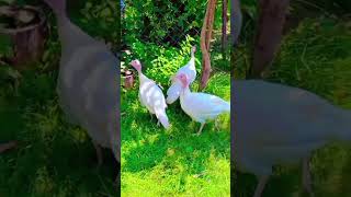 White Turkey hen in my farm turkeyhen white farm viralshort lucknow nature energy youtube [upl. by Arrik]