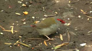 Redbrowed Finch Neochmia temporalis  2 [upl. by Nicolais655]