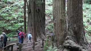 Muir Woods California Redwood Trees [upl. by Nilam921]