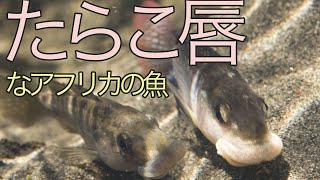 アフリカ ナトロン湖 に 生息 する アルコラピア たらこ唇 の シクリッド Alcolapia latilabris [upl. by Coonan]