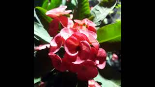 Euphorbia milii plant [upl. by Gladi]