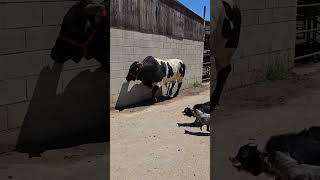 se escapa toros torosbravos rodeos ganado jaripeo bulls animales mascotas [upl. by Vickie]