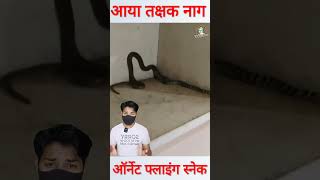 झारखंड में पहली बार सामने आया तक्षक नाग shorts takshaksnake [upl. by Analak4]