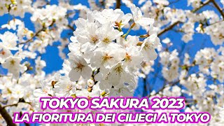 LA FIORITURA DEI CILIEGI A TOKYO  HANAMI 2023 [upl. by Christan162]