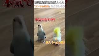 動物のおもしろ動画にツッコミどころ満載なアフレコしてみた＃189【インコ】【ハプニング映像】shorts アフレコ 面白動画 [upl. by Cilegna]