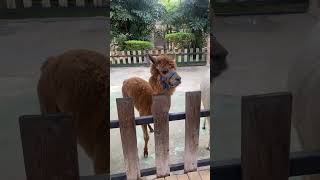 My first to see Huacaya Alpaca chinatravel youtubeshorts animaladventure zoo [upl. by Airalav]