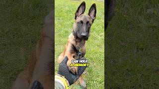 How long a dog can hold a memory shorts dog doglover dogtraining [upl. by Esirehc]