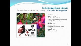 Fuchsia magellanica genii Fuchsia de magellan plante vivace [upl. by Dawn943]