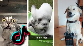 😂 Funniest TIKTOk Dogs and TIKTOK Cats 😹  Try Not To Laugh with TikTok Animals 2020  Pets Keen [upl. by Rehpotsirk]