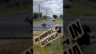 Kangaroos Really Do Just Hop Down Our Streets Australia thisweekinaustralia roo kangaroo [upl. by Nowyt565]