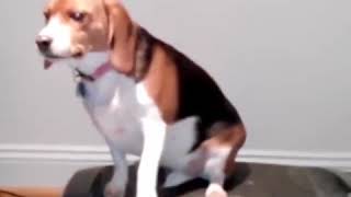 dog motivated on a treadmill [upl. by Ahsenom297]