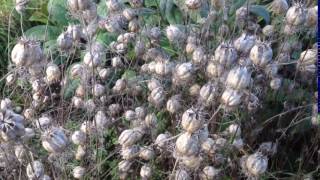 Nigella Damscena seed pods [upl. by Yc796]