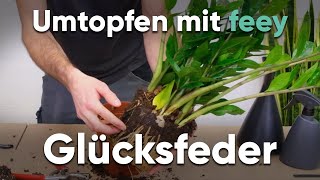 Wie topfe ich eine Glücksfeder um  Umtopfen mit feey [upl. by Analle]