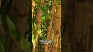 Bambusa Yellow vulgaris 5year bamboo 7002 791 693 [upl. by Mohl]