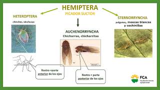 TTPP Nº5 Orden Hemíptera Sub órdenes Auchenorrhyncha y Stenorryncha Módulo1 [upl. by Ixela557]