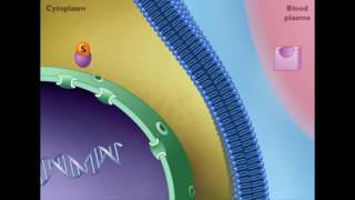 Mechanism of STEROID HORMONE action [upl. by Novyert]