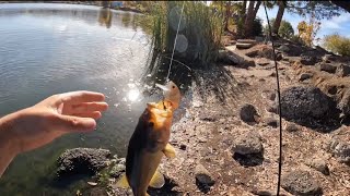 Late fall bass fishing at almaden Lake Park sanjose ca bassfishing fishing bayarea fyp [upl. by Nayt]