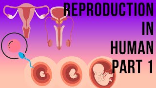 HUMAN REPRODUCTION II FOR NEET II BIOLOGY BY RITU II RITUS CONCEPT HUB [upl. by Terina]