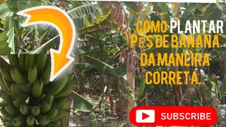 Como PLANTAR pés de BANANEIRAS da maneira CORRETA [upl. by Refeinnej654]